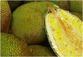 Jackfruit (Quả Mít)